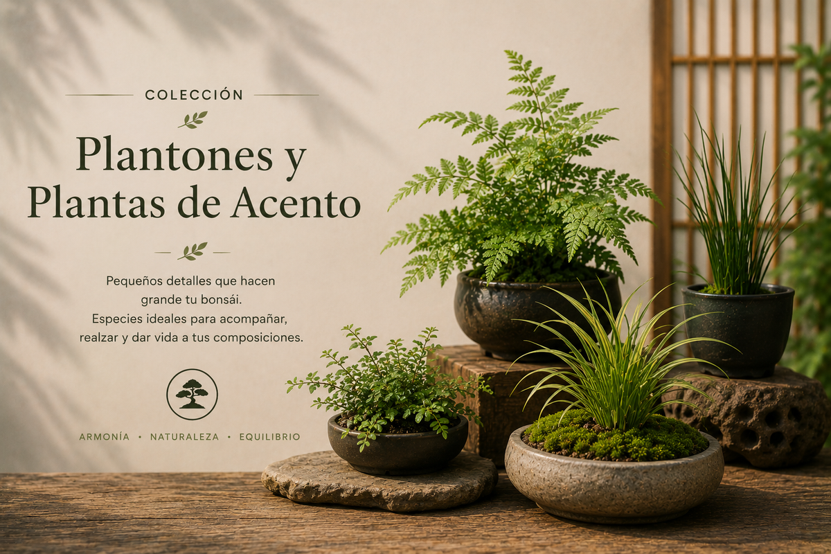 Plantas de acento y plantel