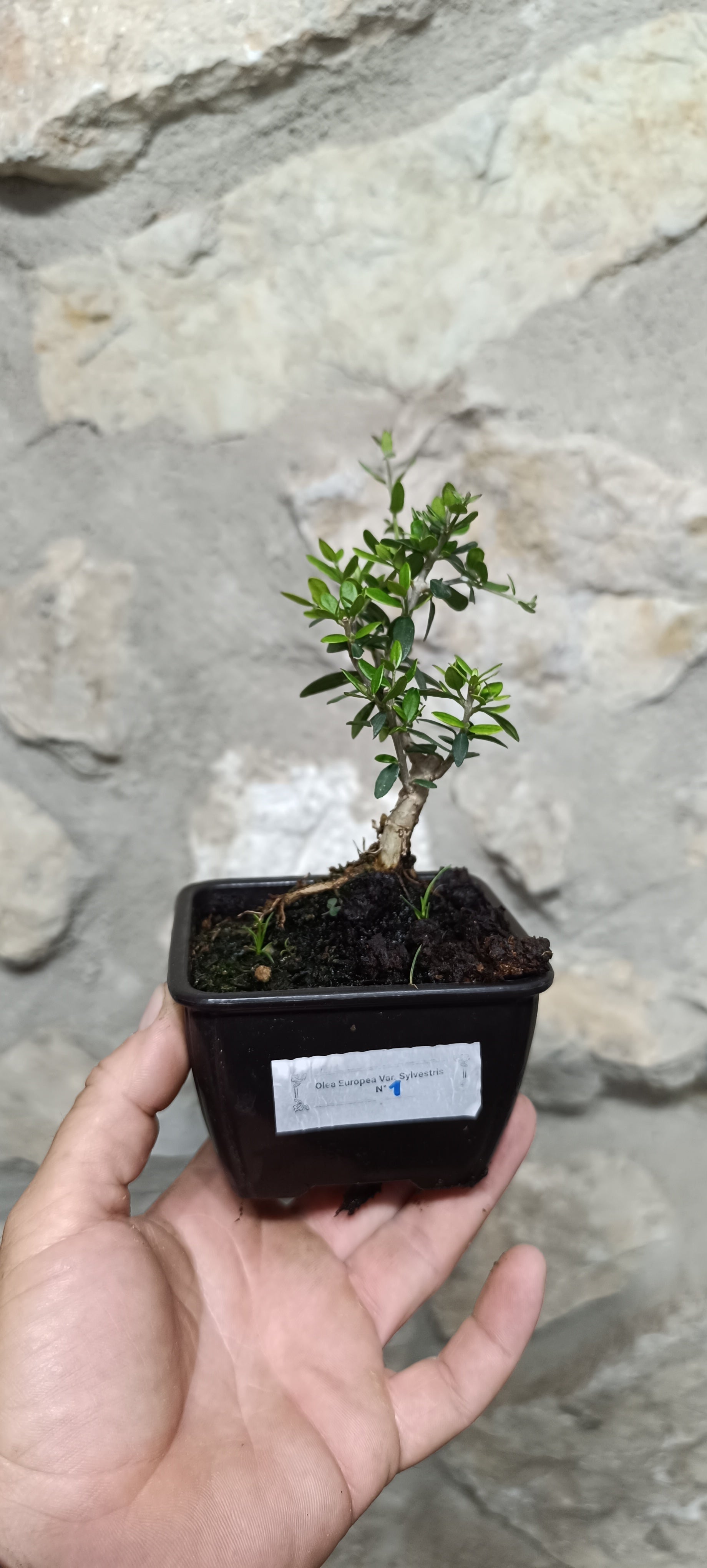 Mini Prebonsái Acebuche Nº1 — Olea europaea var. sylvestris