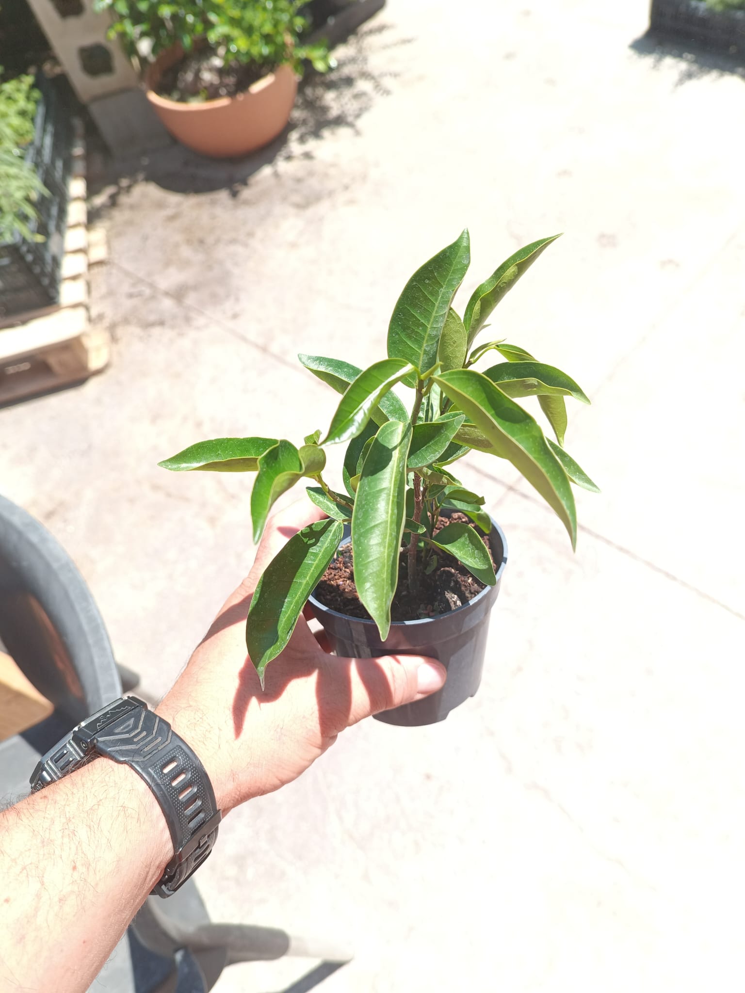 Plantón de Ficus Pertusa en maceta pequeña
