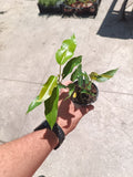 Plantón de Ficus Concinna en maceta pequeña