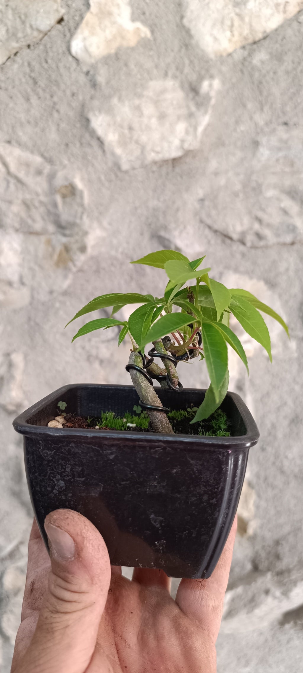 Prebonsái Palo Borracho – Ejemplar Único