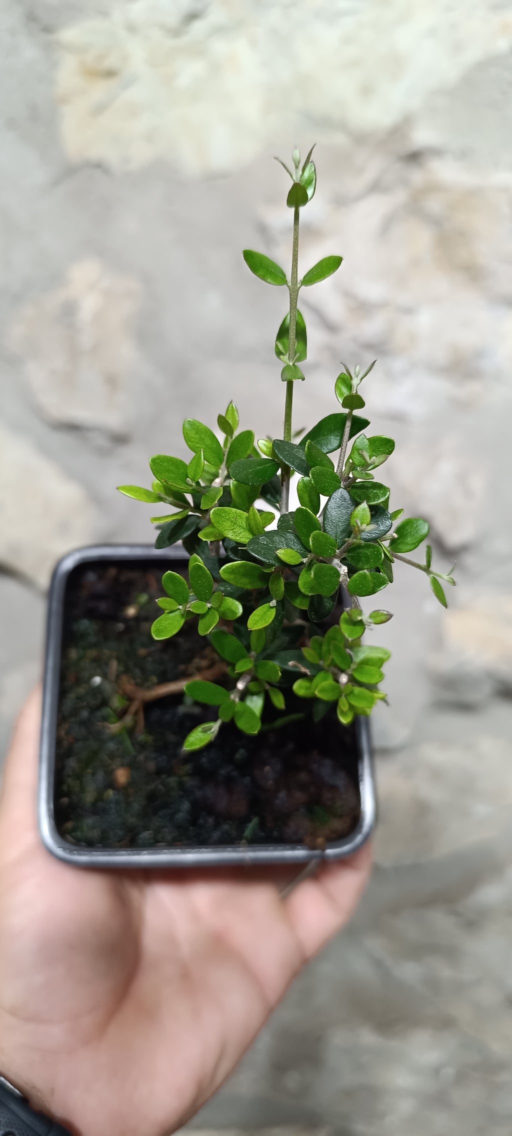 Mini Prebonsái Acebuche Nº1 — Olea europaea var. sylvestris