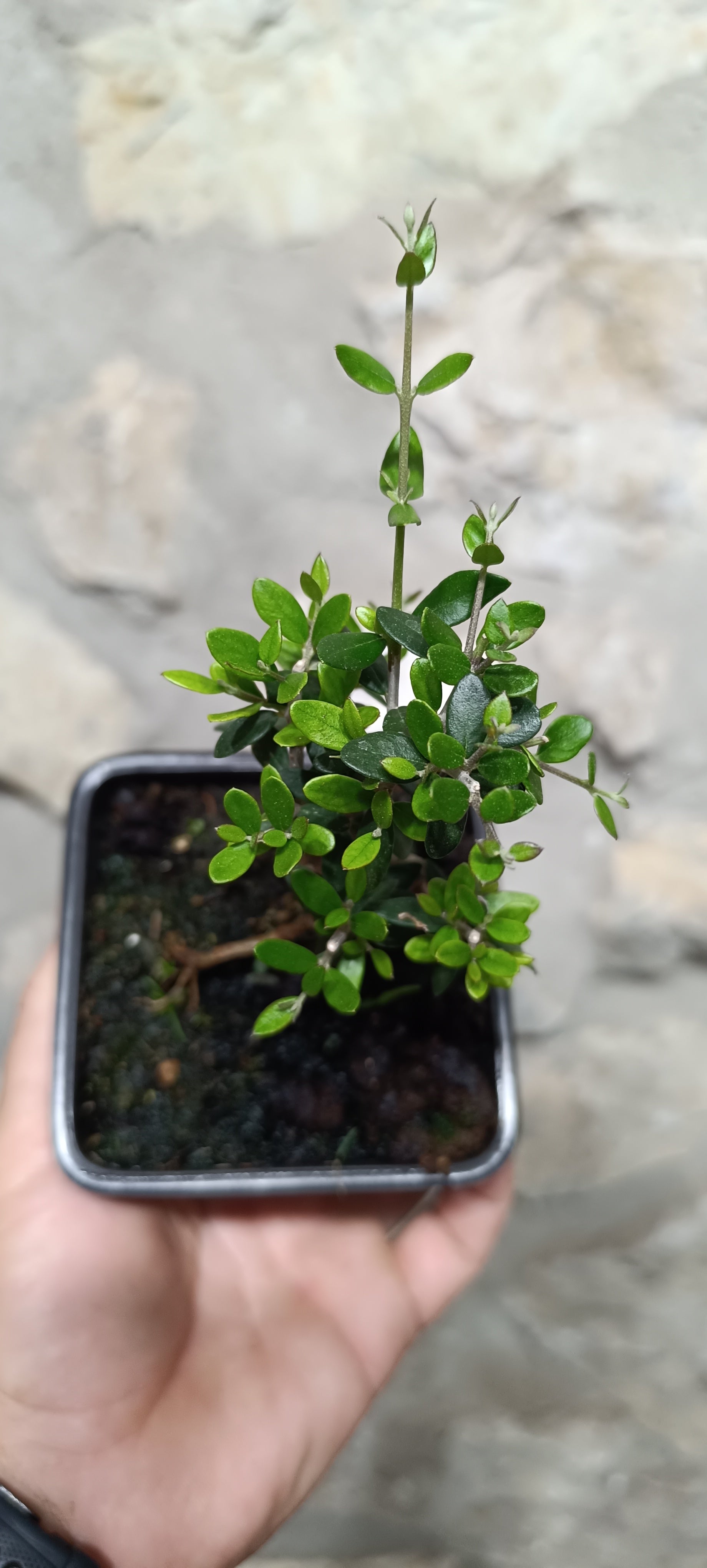 Mini Prebonsái Acebuche Nº1 — Olea europaea var. sylvestris