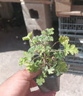 Lote de plantas variadas en maceta pequeña, sostenido en mano