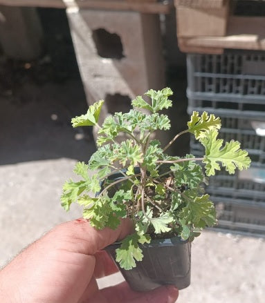Lote de plantas variadas en maceta pequeña, sostenido en mano