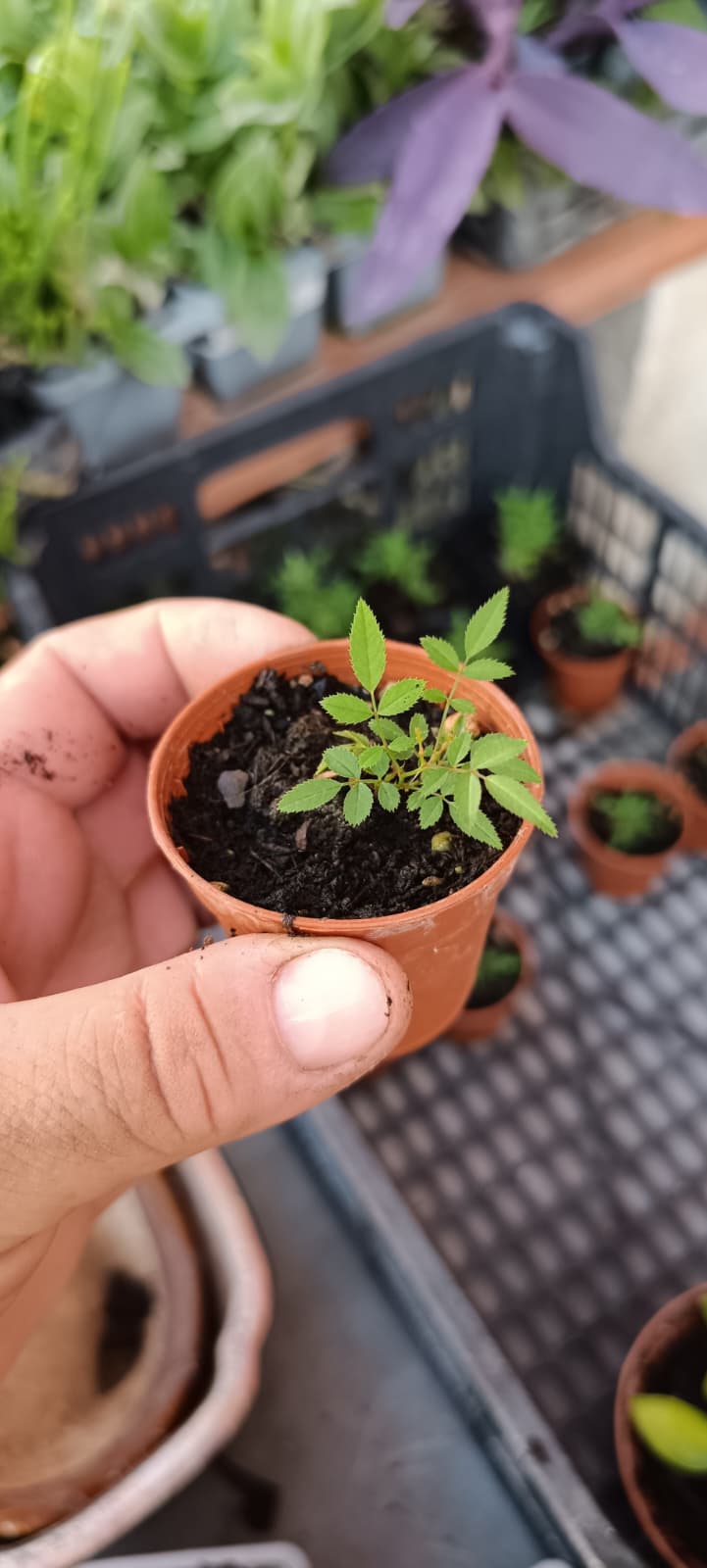 Rosal Dot Si – Edición Limitada | El Rosal Más Pequeño del Mundo