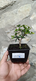 Mini Prebonsái Acebuche Nº2 — Olea europaea var. sylvestris