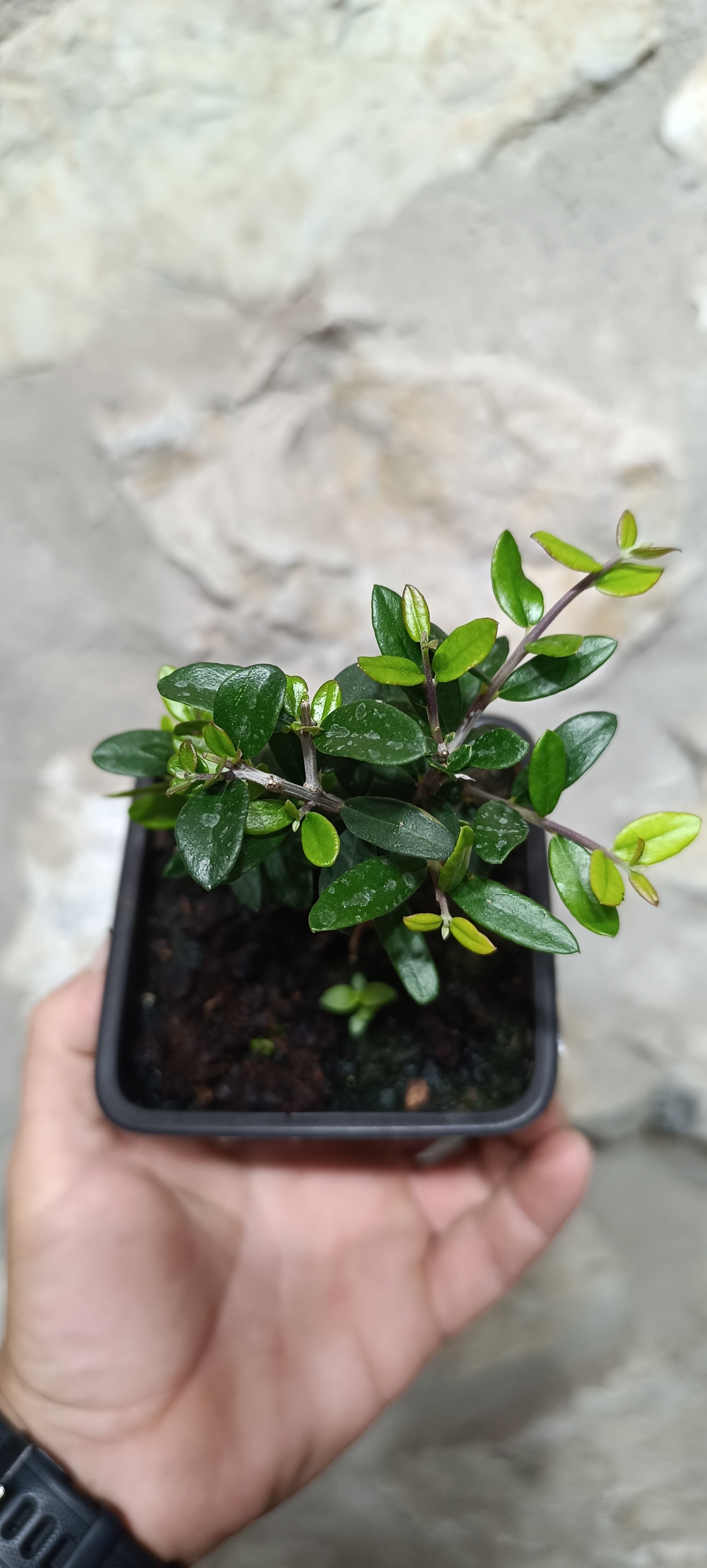 Mini Prebonsái Acebuche Nº2 — Olea europaea var. sylvestris