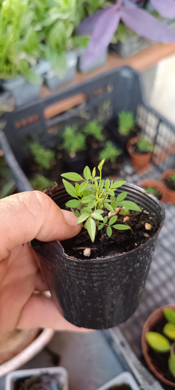 Rosal Dot Si – Edición Limitada | El Rosal Más Pequeño del Mundo