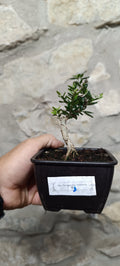 Mini Prebonsái Acebuche Nº3 — Olea europaea var. sylvestris