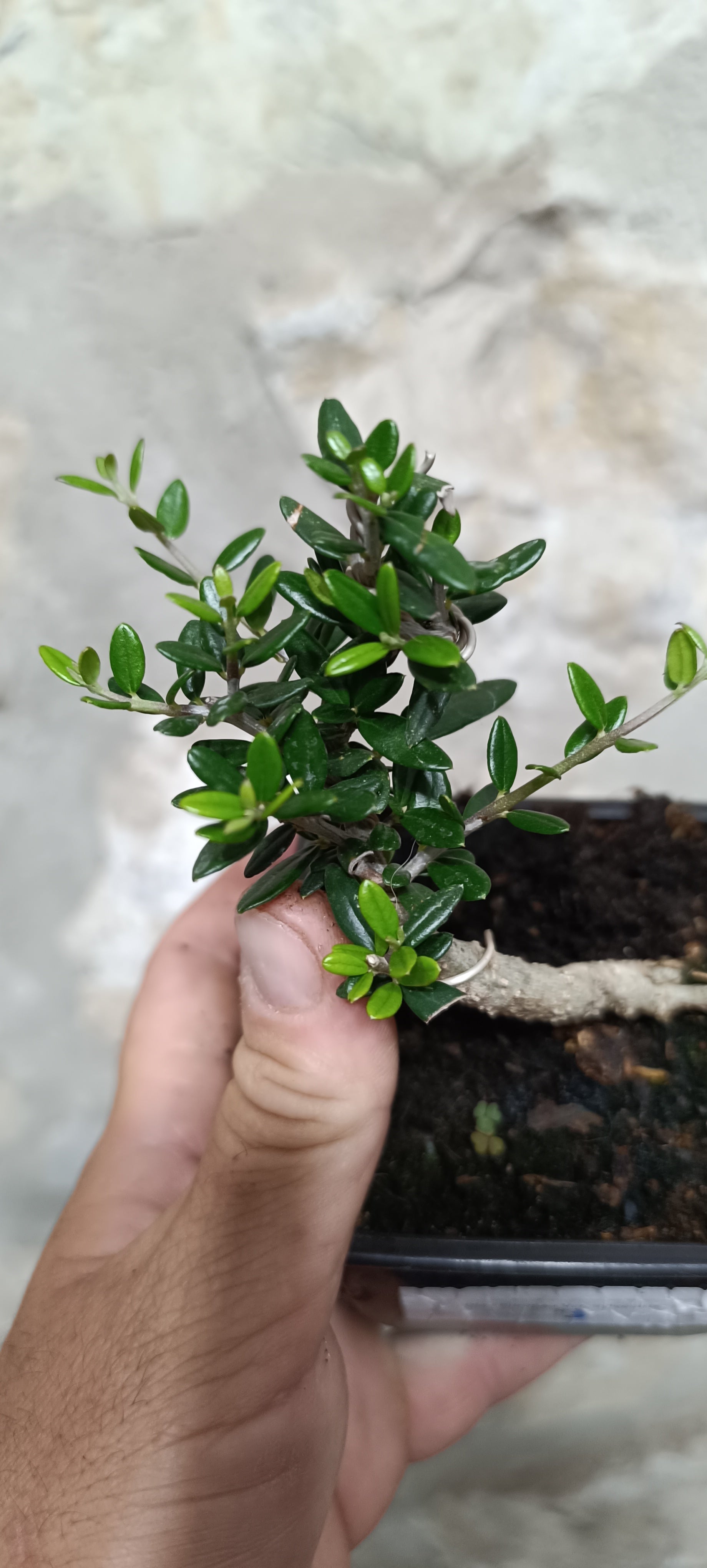 Mini Prebonsái Acebuche Nº3 — Olea europaea var. sylvestris
