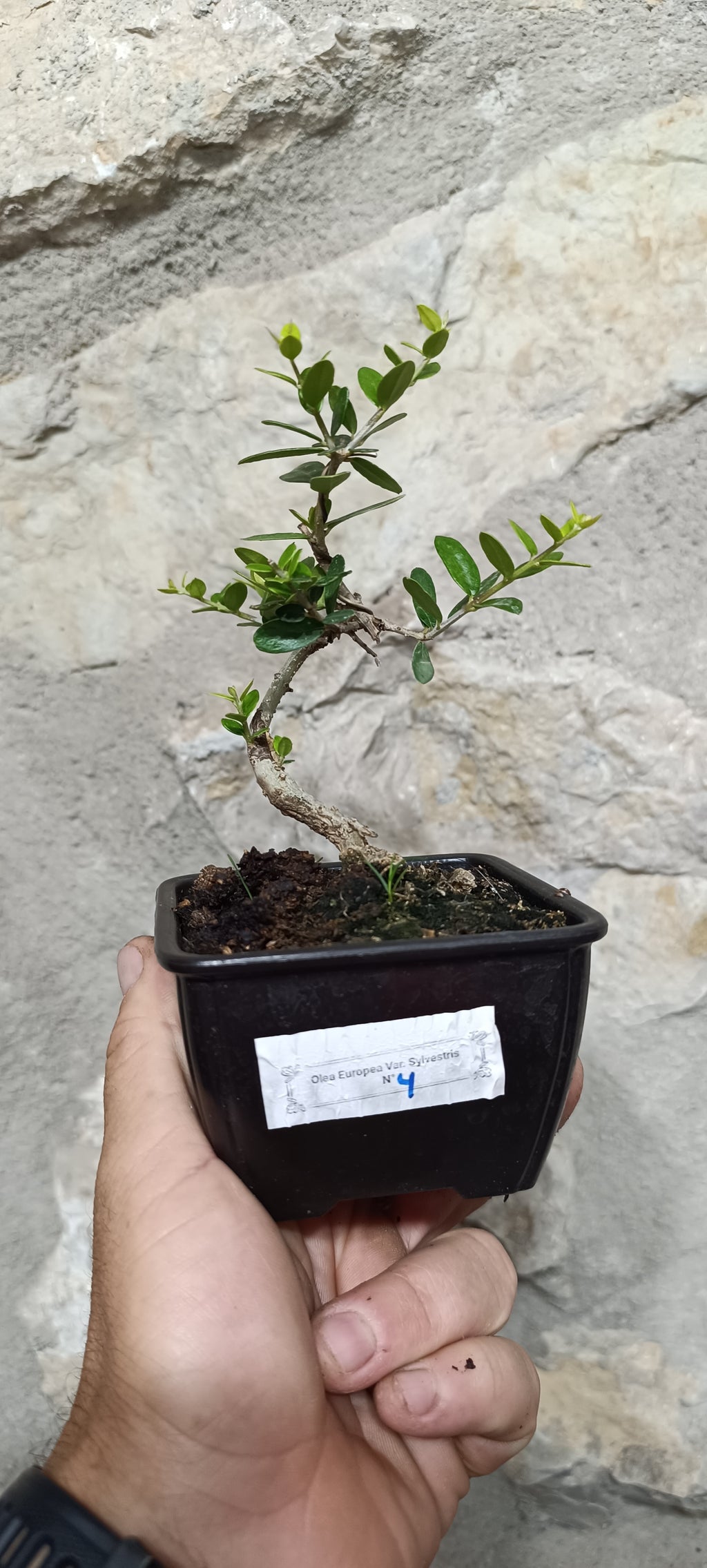 Mini Prebonsái Acebuche Nº4 — Olea europaea var. sylvestris
