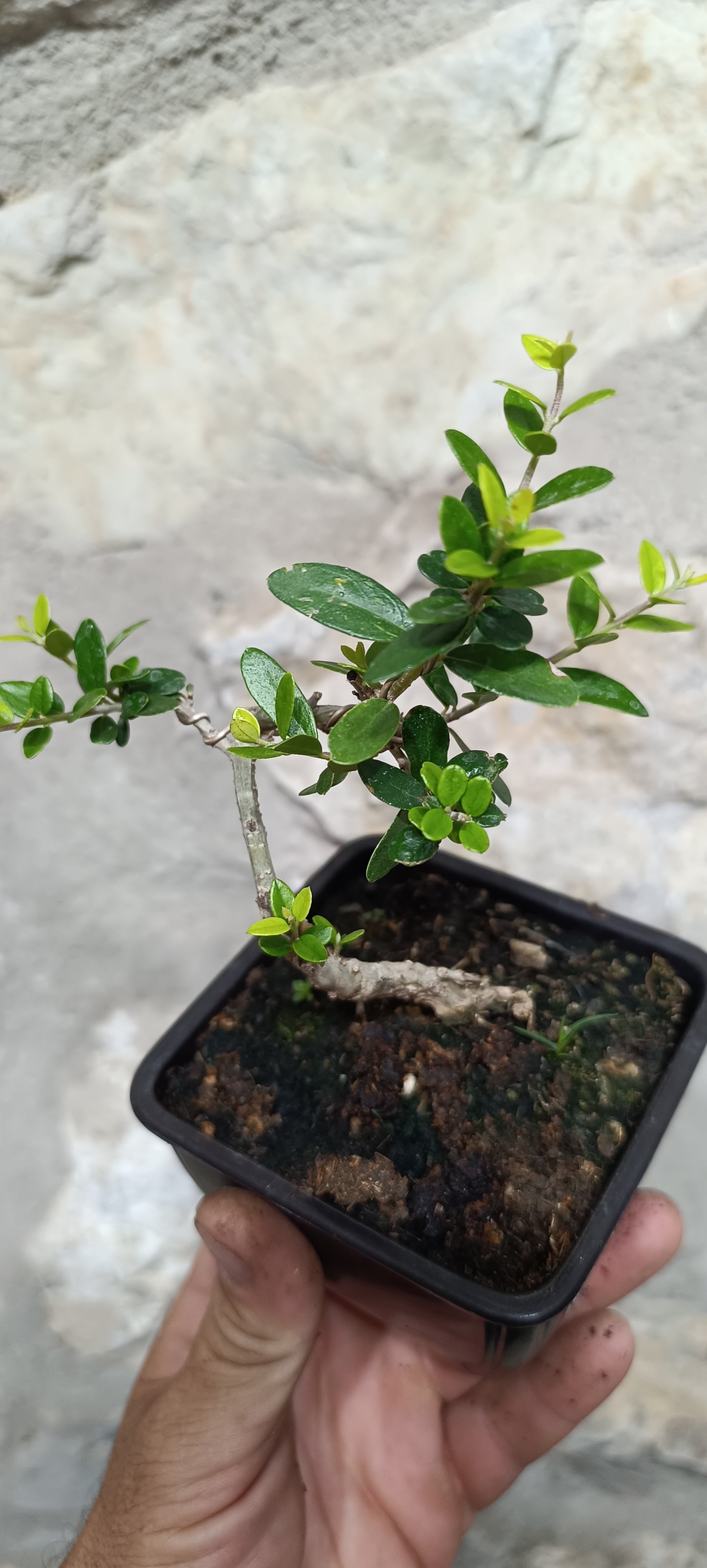 Mini Prebonsái Acebuche Nº4 — Olea europaea var. sylvestris