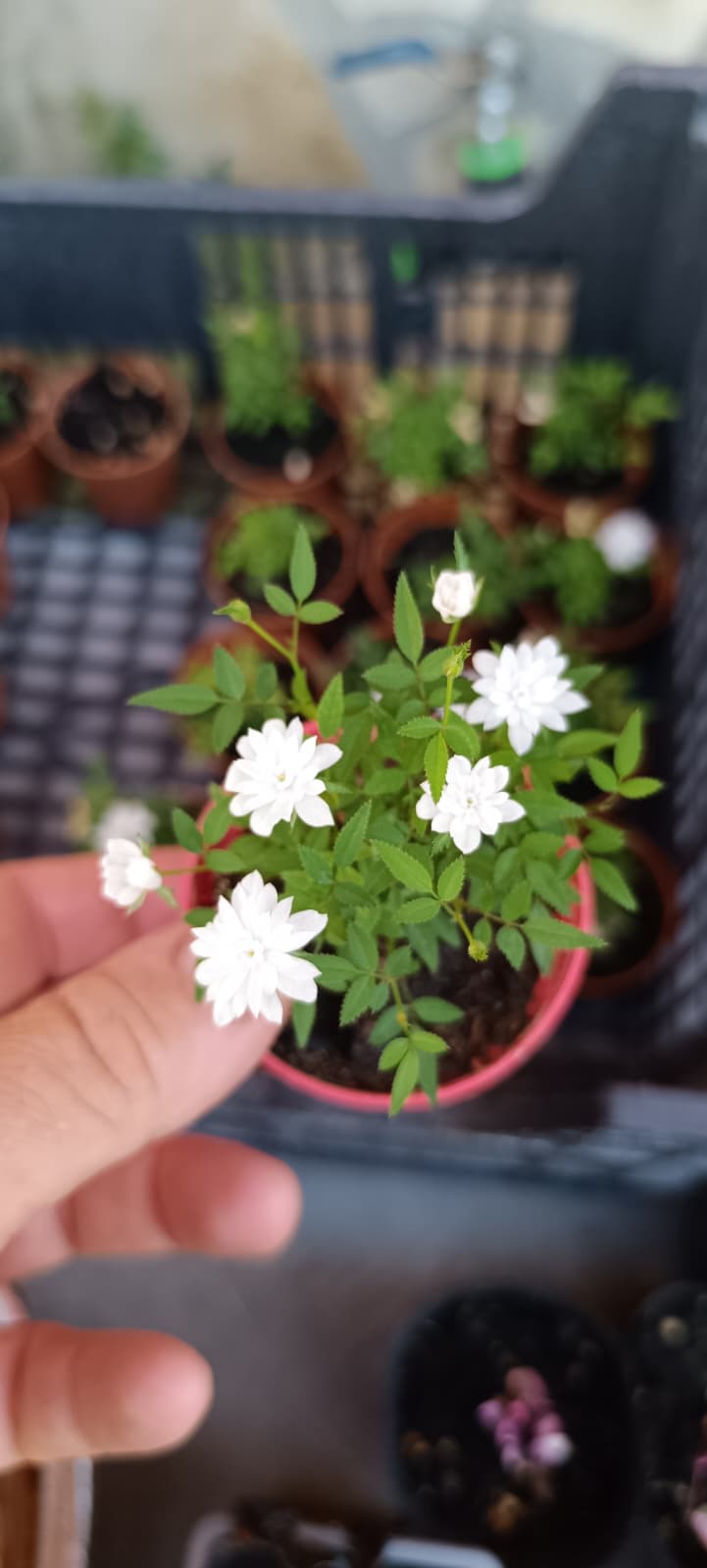 Rosal Dot Si – Edición Limitada | El Rosal Más Pequeño del Mundo