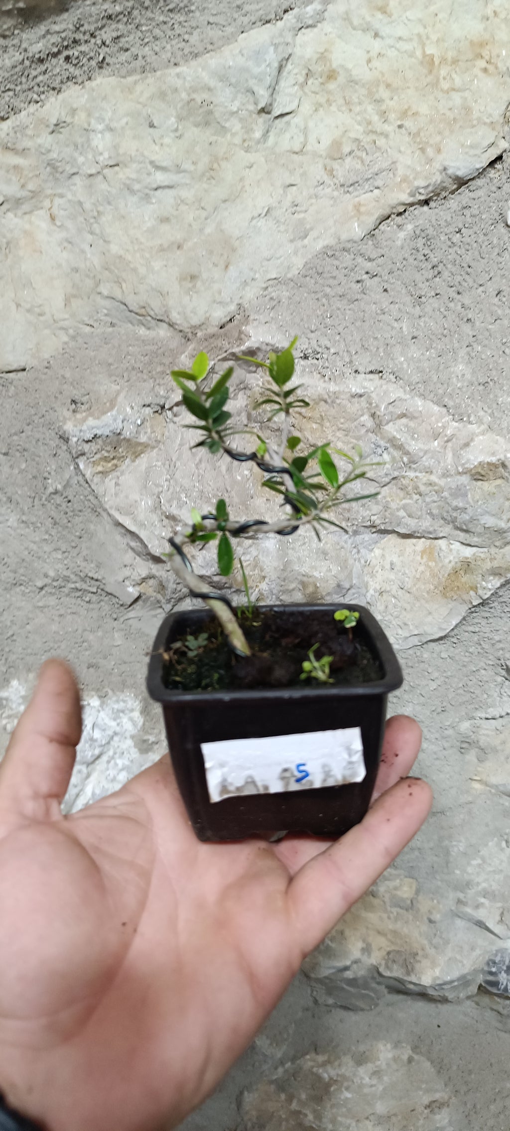 Mini Prebonsái Acebuche Nº5 — Olea europaea var. sylvestris