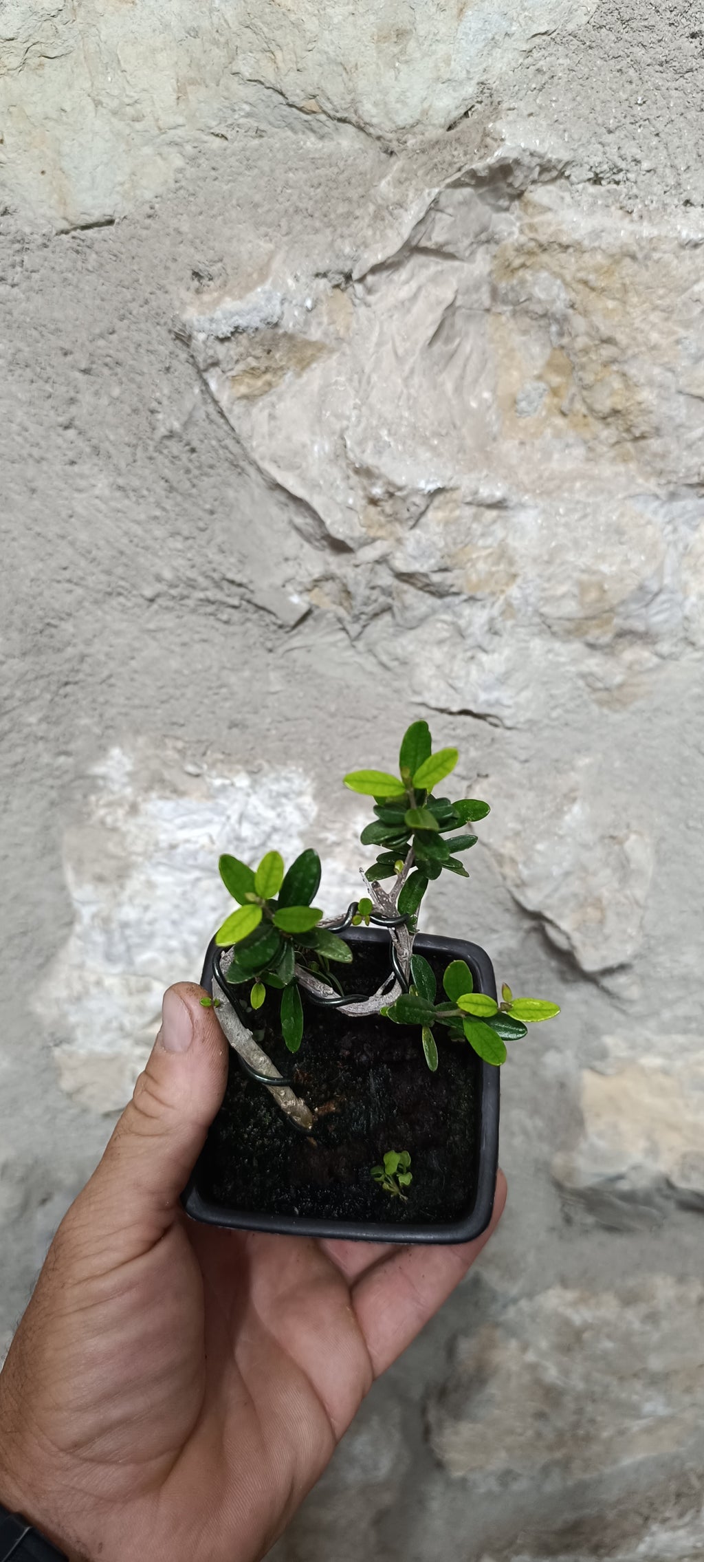 Mini Prebonsái Acebuche Nº5 — Olea europaea var. sylvestris