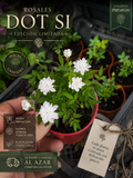Rosal Dot Si – Edición Limitada | El Rosal Más Pequeño del Mundo