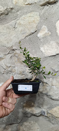 Mini Prebonsái Acebuche Nº6 — Olea europaea var. sylvestris