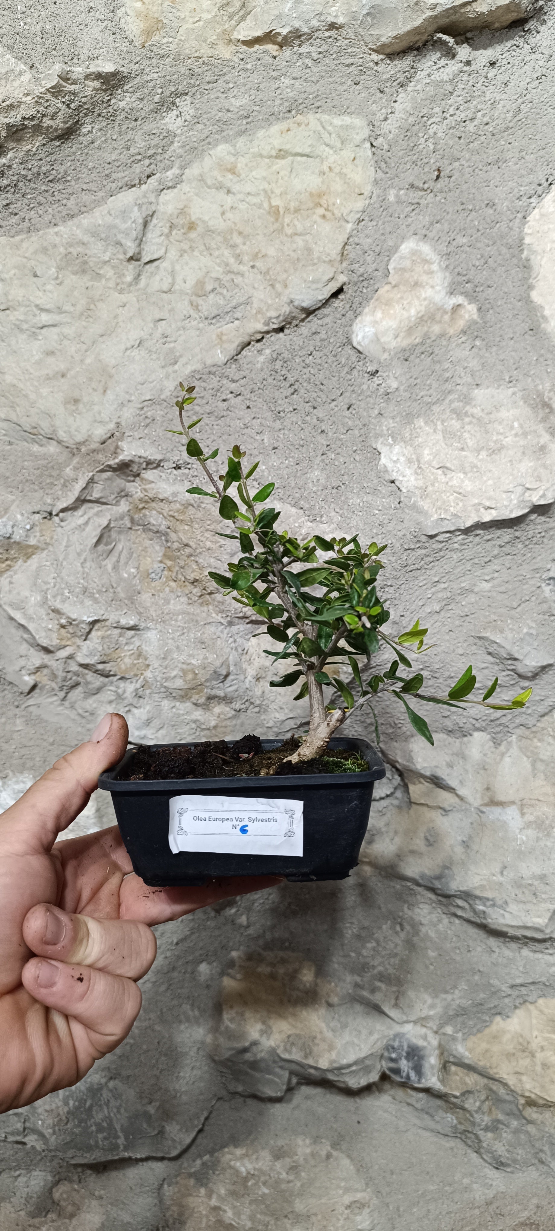 Mini Prebonsái Acebuche Nº6 — Olea europaea var. sylvestris