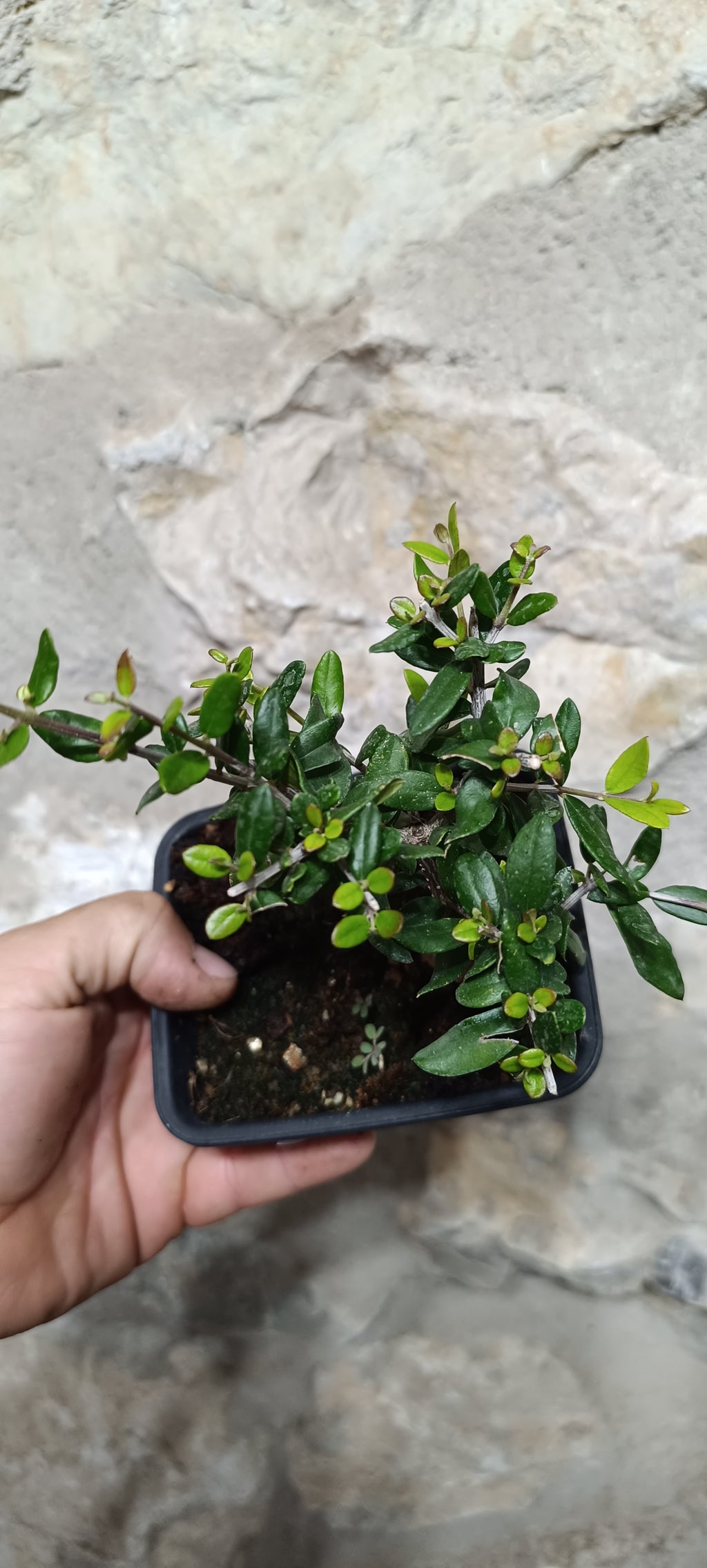 Mini Prebonsái Acebuche Nº6 — Olea europaea var. sylvestris