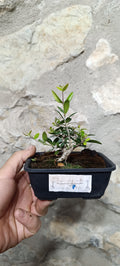 Mini Prebonsái Acebuche Nº7 — Olea europaea var. sylvestris