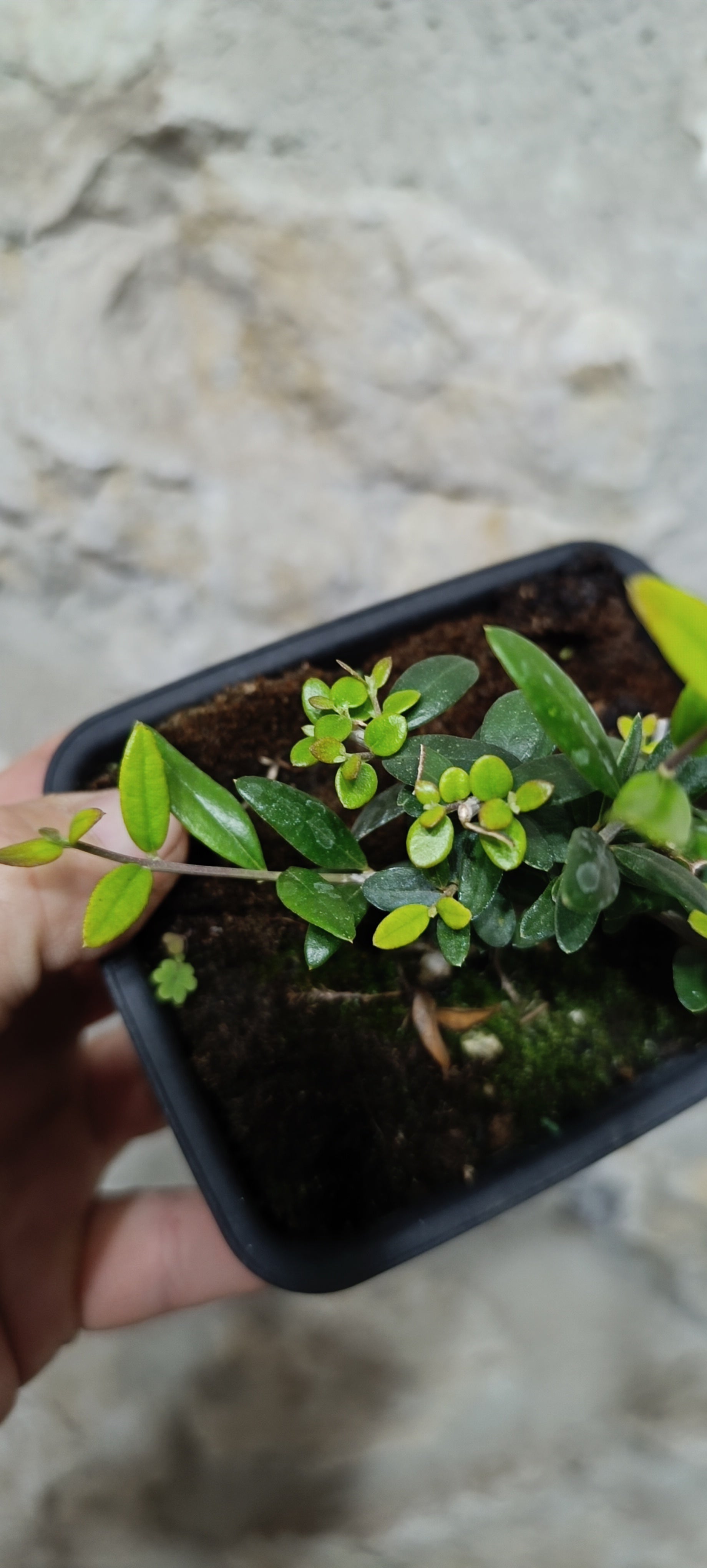 Mini Prebonsái Acebuche Nº7 — Olea europaea var. sylvestris