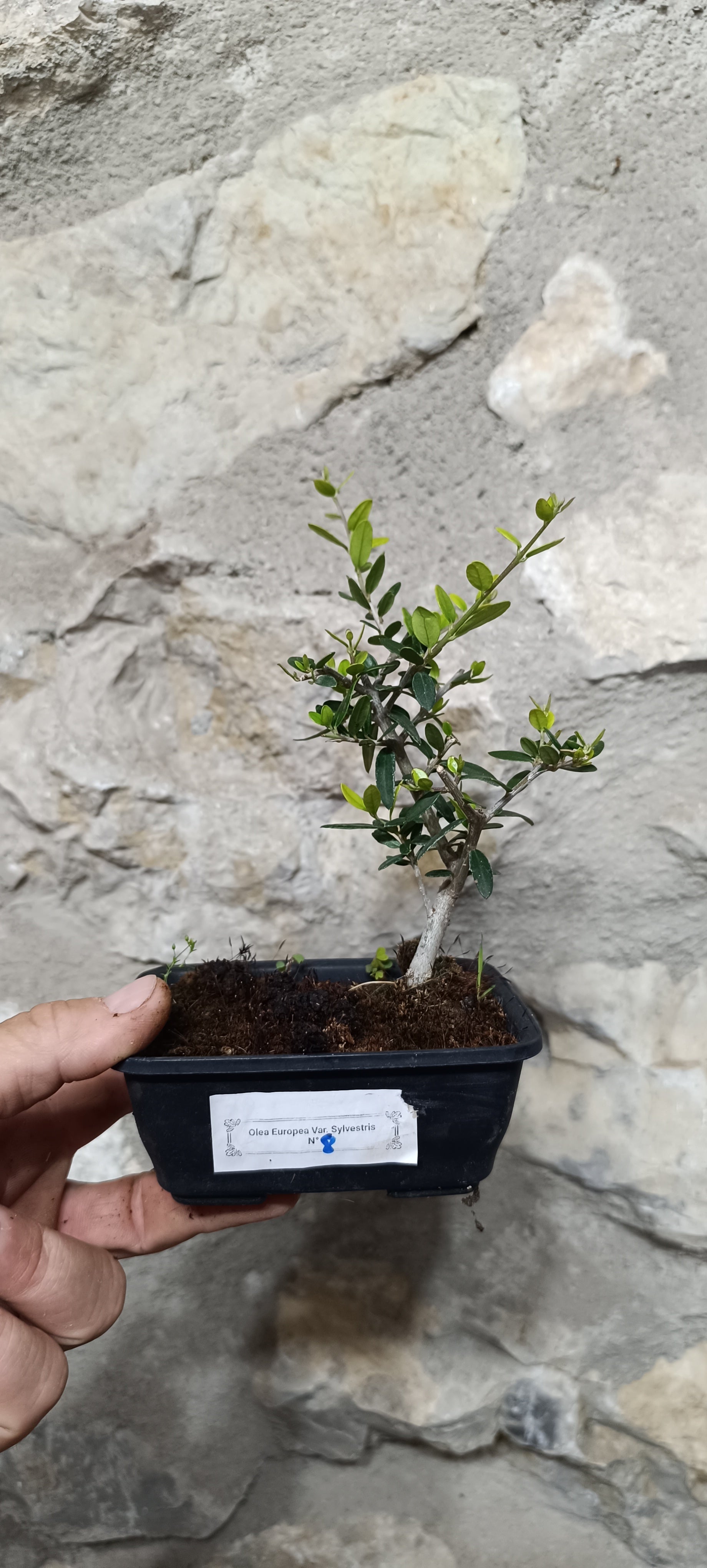 Mini Prebonsái Acebuche Nº8 — Olea europaea var. sylvestris
