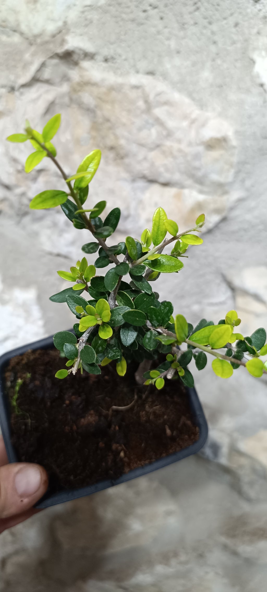 Mini Prebonsái Acebuche Nº8 — Olea europaea var. sylvestris