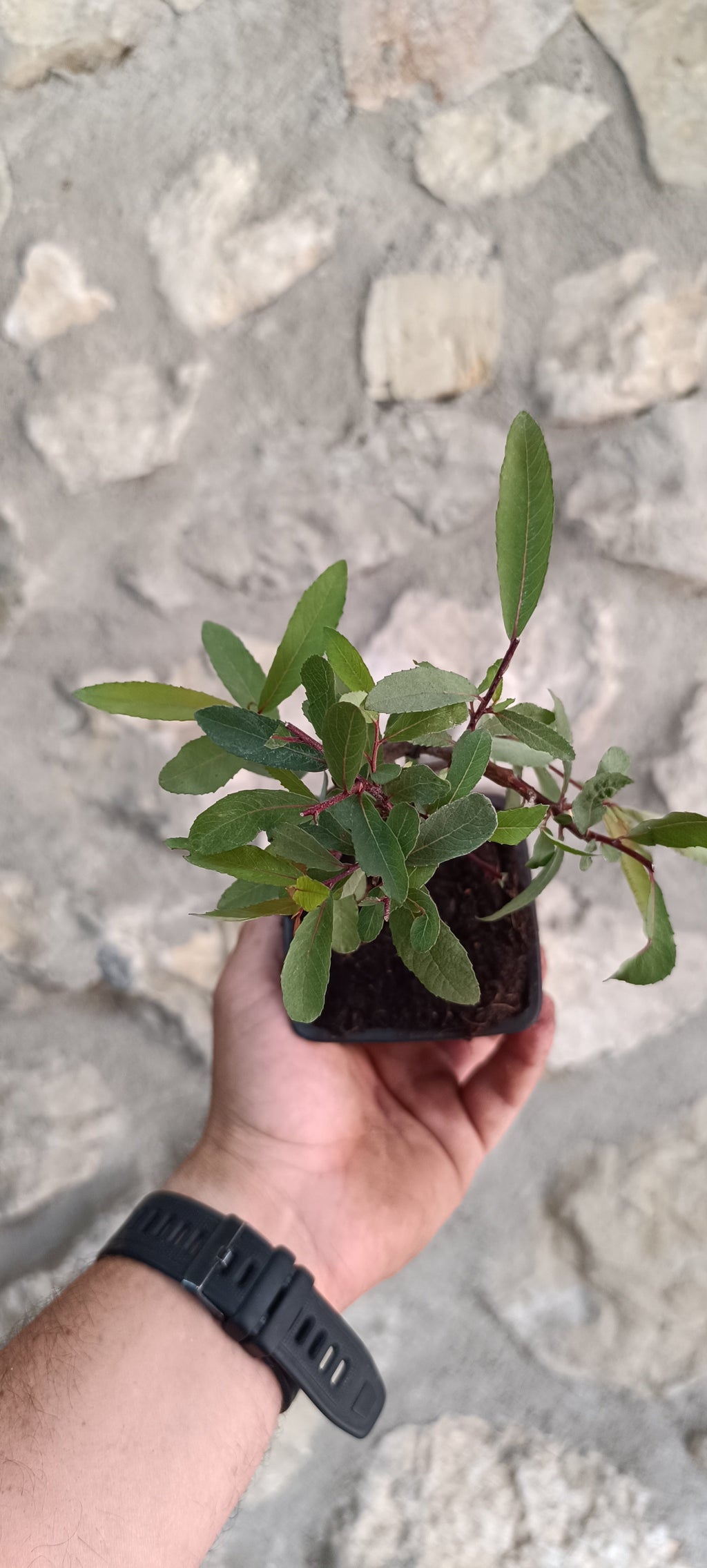 Prebonsái Salix Triandra – Ejemplar Único