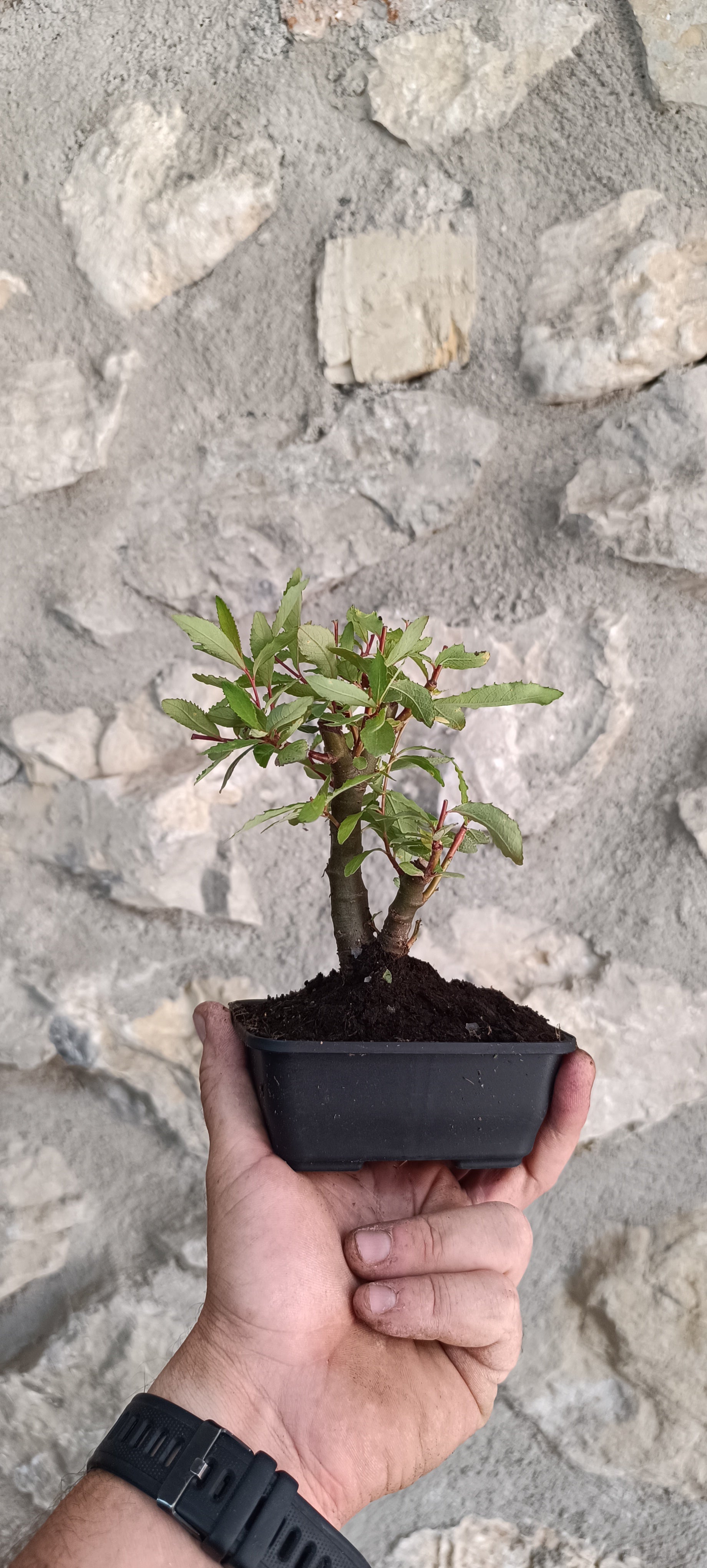 Bonsái Salix Triandra – Ejemplar Único
