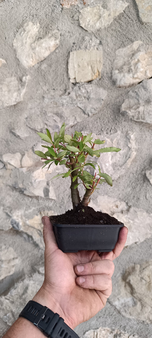 Bonsái Salix Triandra – Ejemplar Único