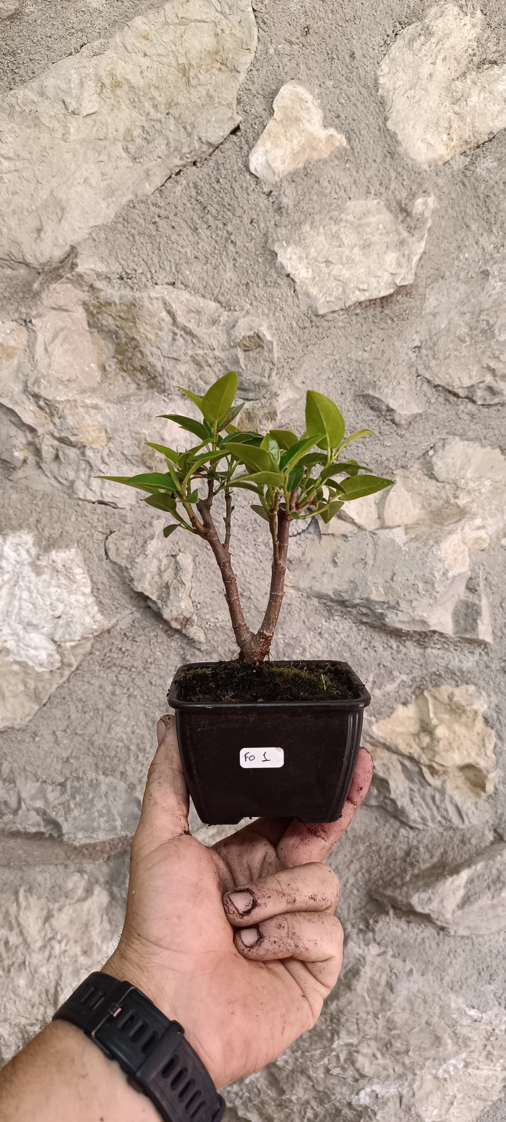 Prebonsai Ficus obliqua 'Figaro' – Ejemplar Único Fo3