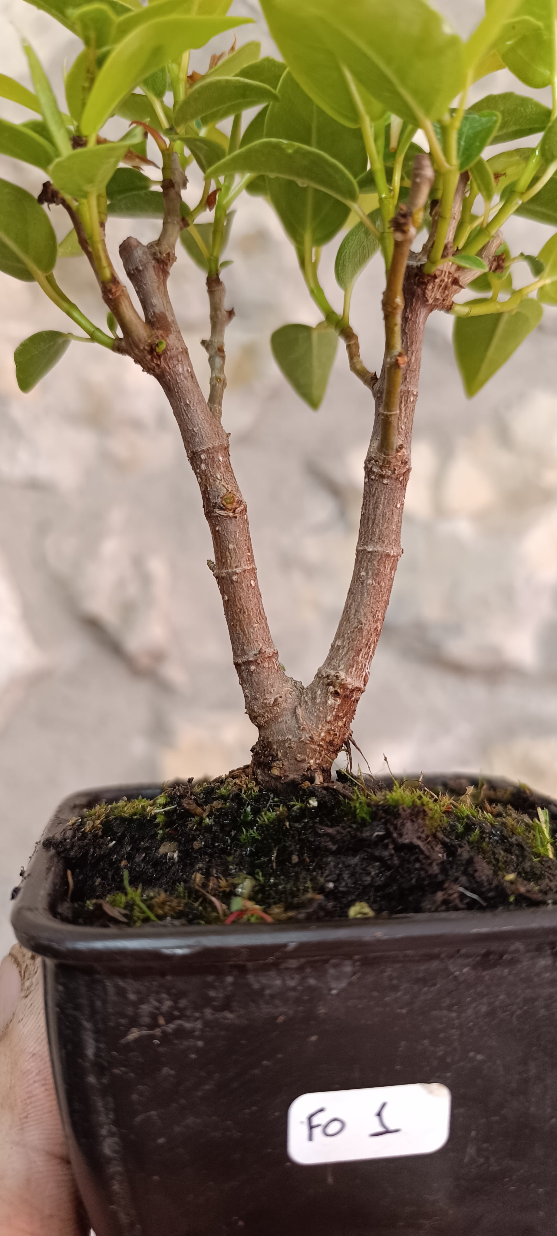 Prebonsai Ficus obliqua 'Figaro' – Ejemplar Único Fo1