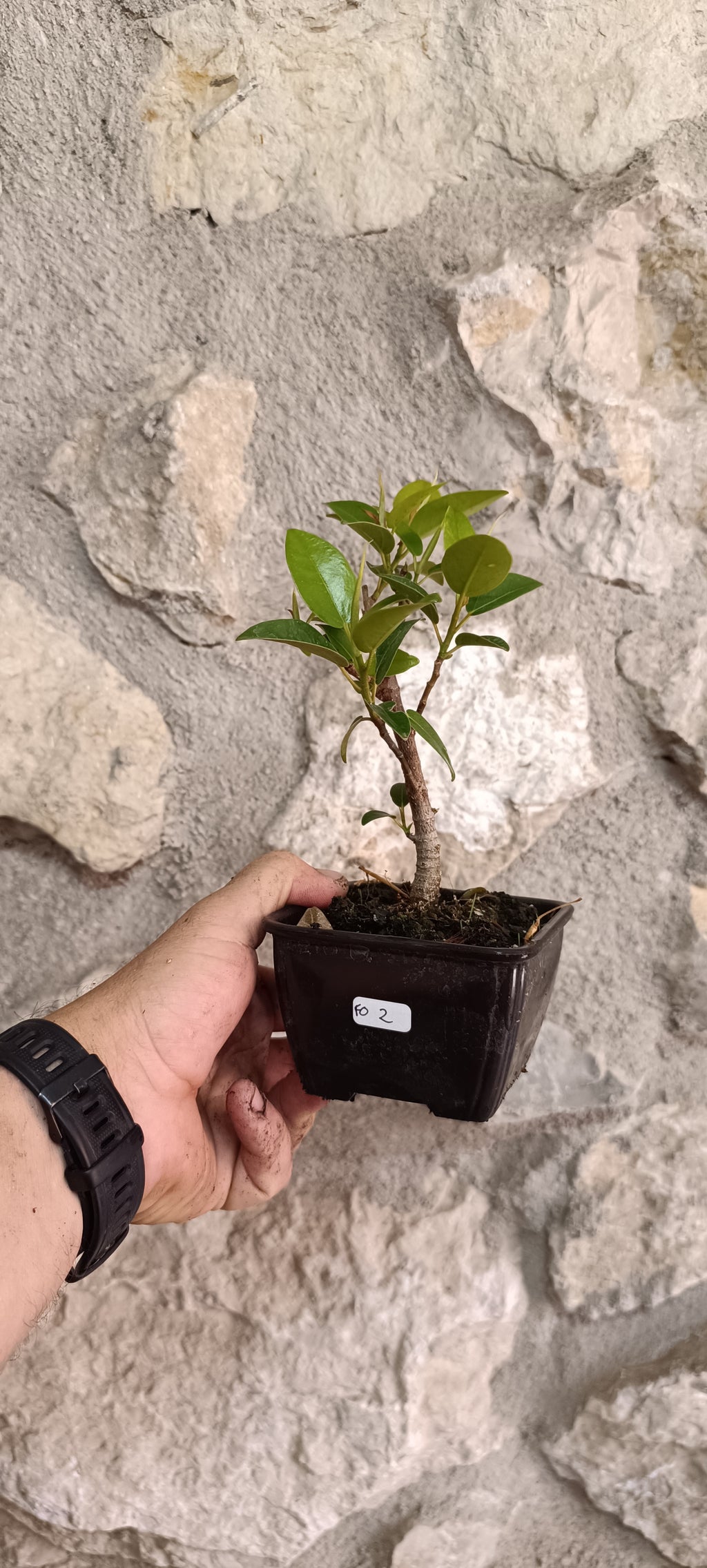 Prebonsai Ficus obliqua 'Figaro' – Ejemplar Único Fo2