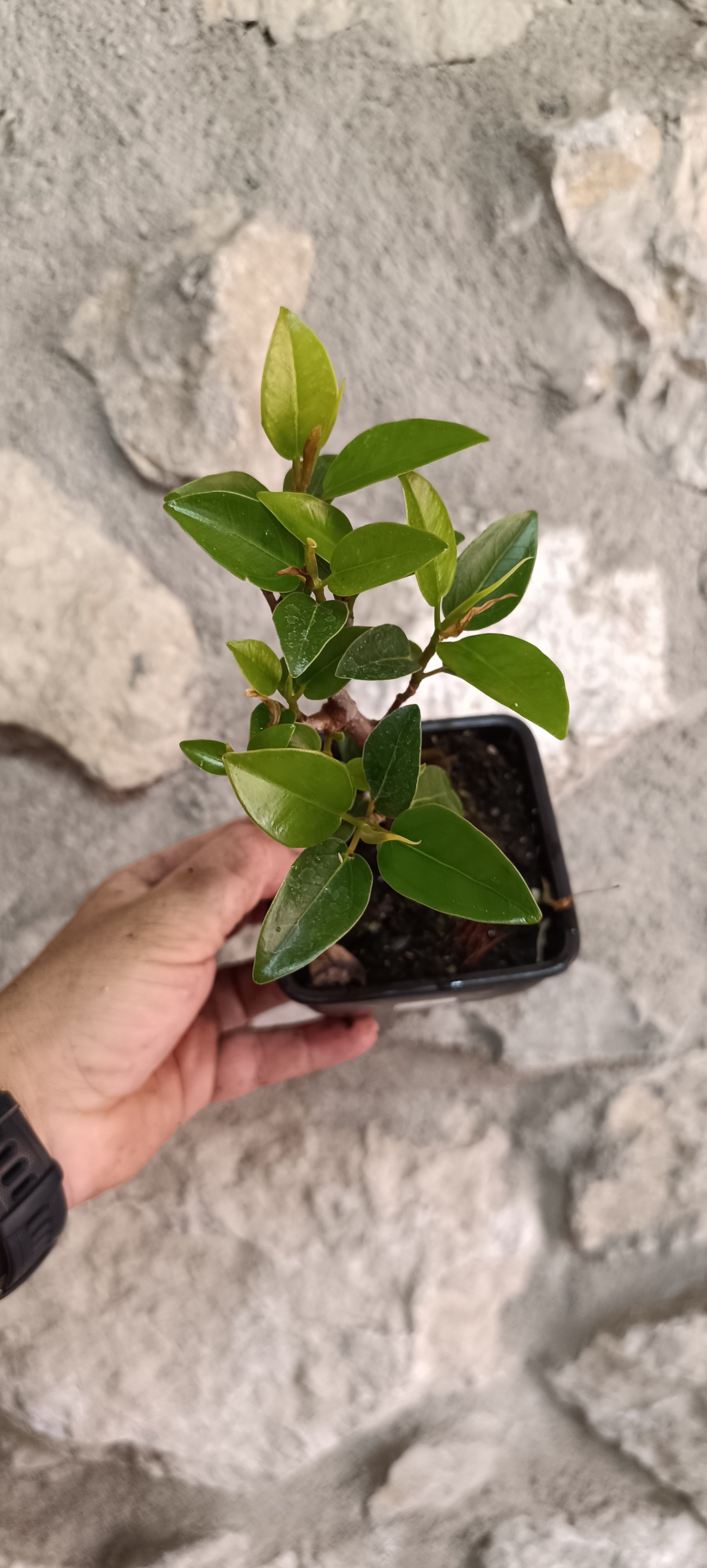 Prebonsai Ficus obliqua 'Figaro' – Ejemplar Único Fo1