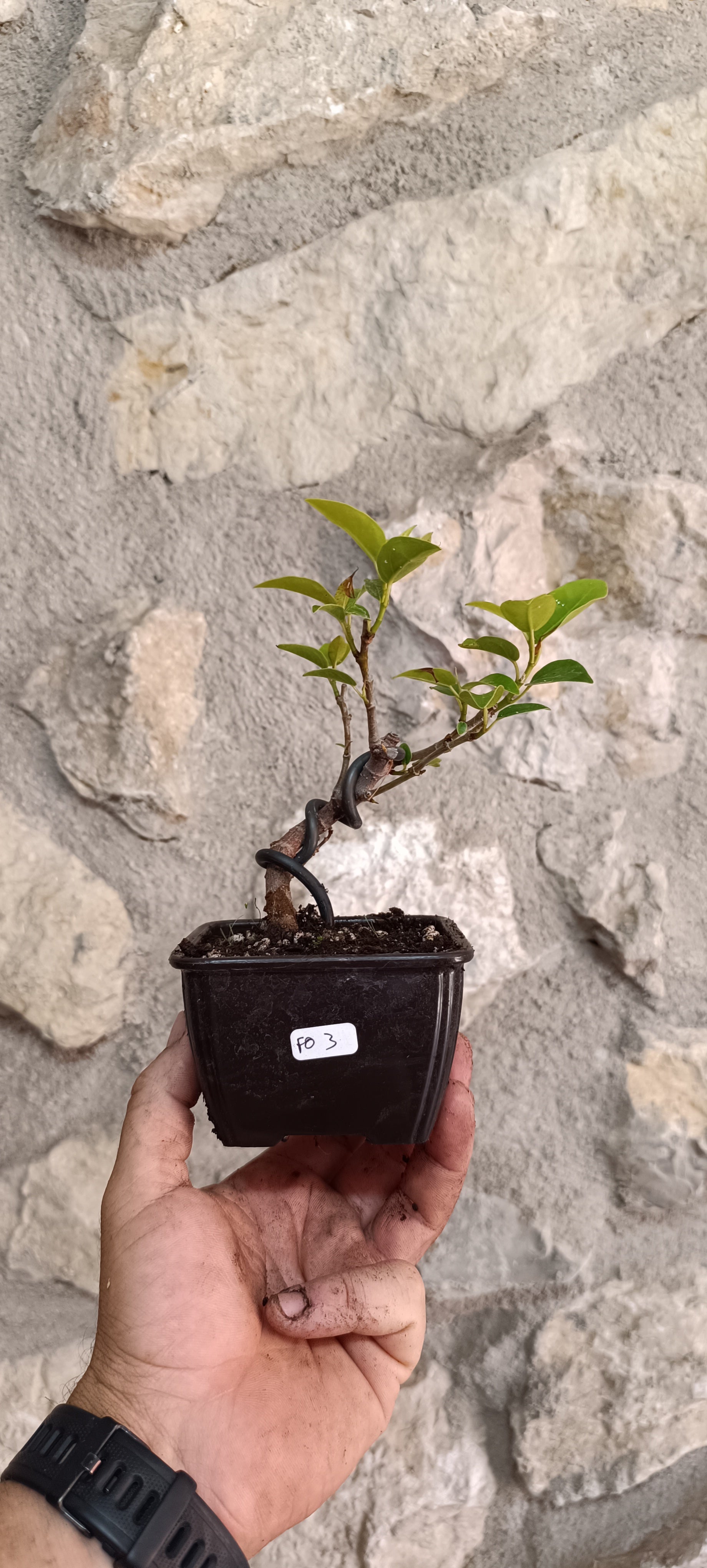 Prebonsai Ficus obliqua 'Figaro' – Ejemplar Único Fo3