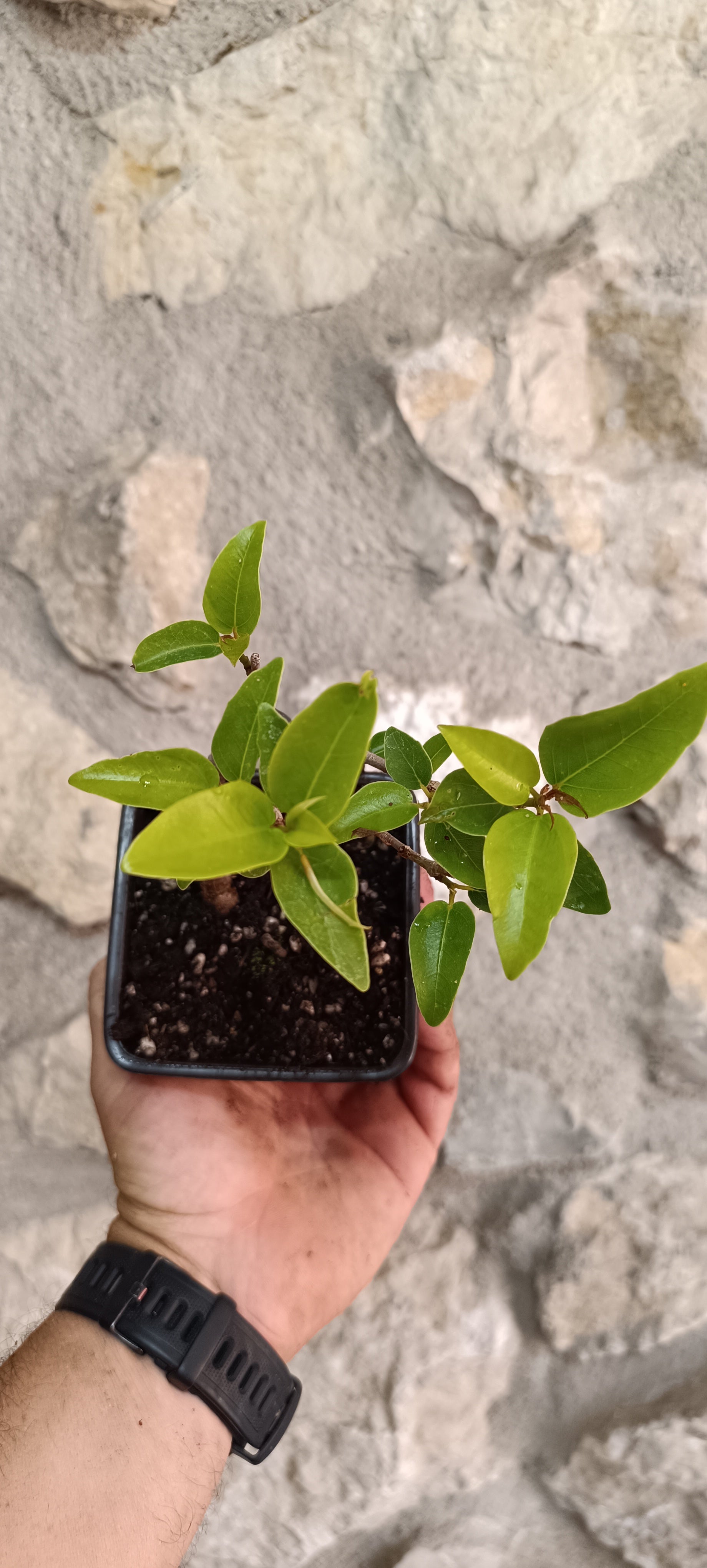 Prebonsai Ficus obliqua 'Figaro' – Ejemplar Único Fo2