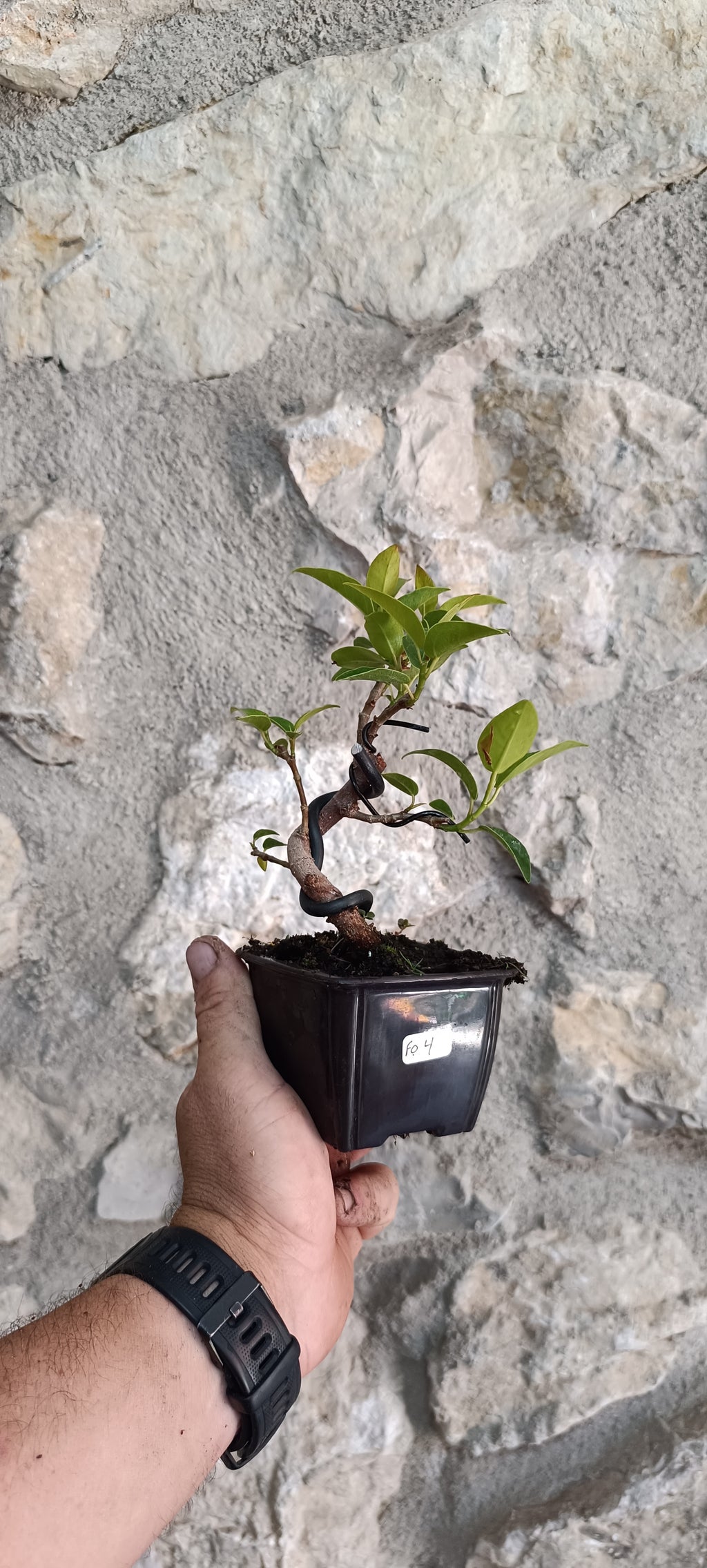 Prebonsai Ficus obliqua 'Figaro' – Ejemplar Único Fo4