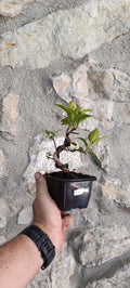 Prebonsai Ficus obliqua 'Figaro' – Ejemplar Único Fo4