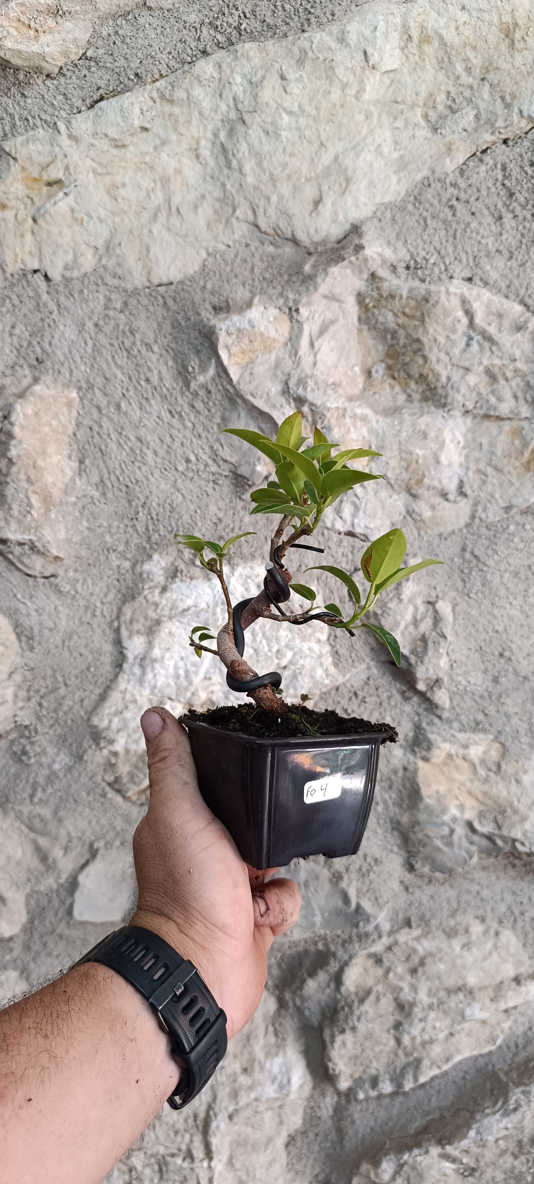 Prebonsai Ficus obliqua 'Figaro' – Ejemplar Único Fo4