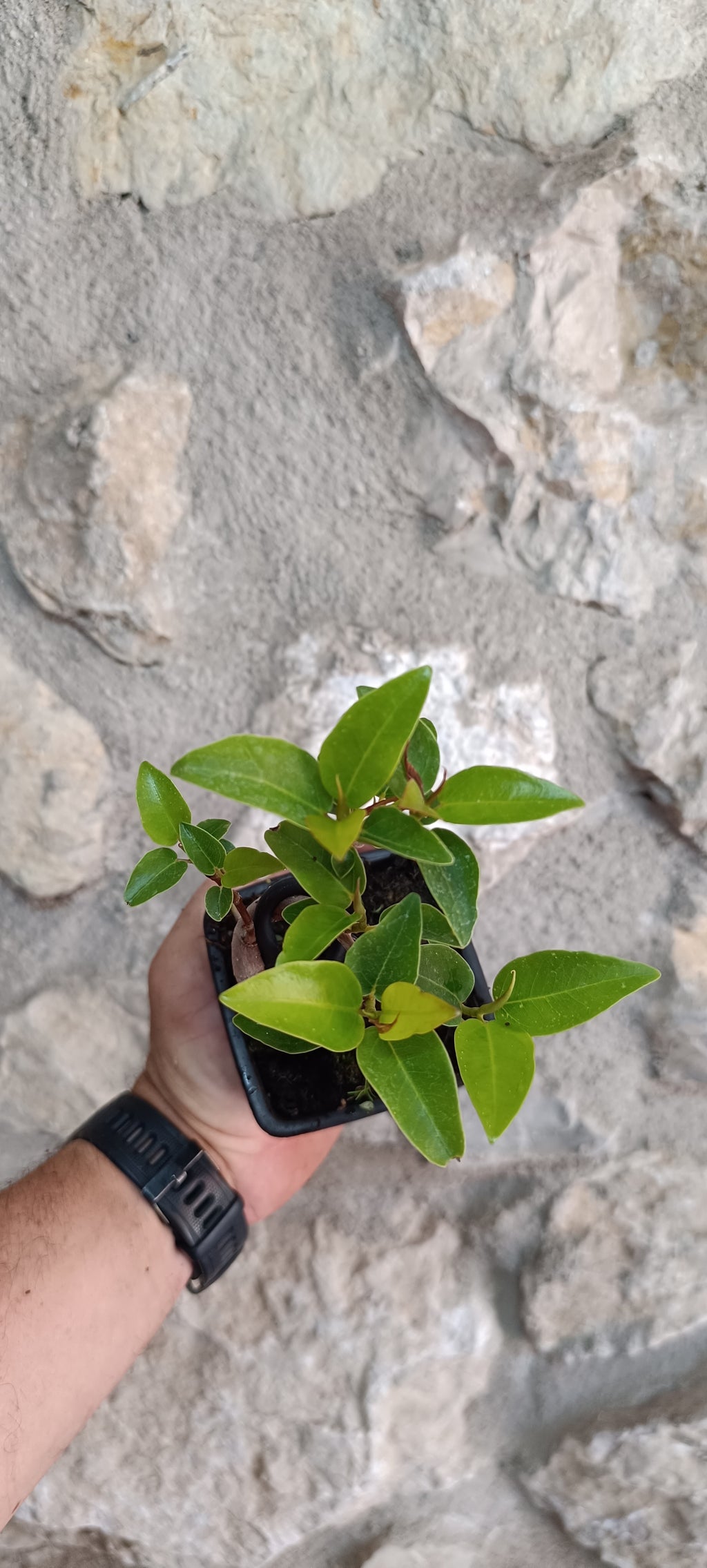Prebonsai Ficus obliqua 'Figaro' – Ejemplar Único Fo4