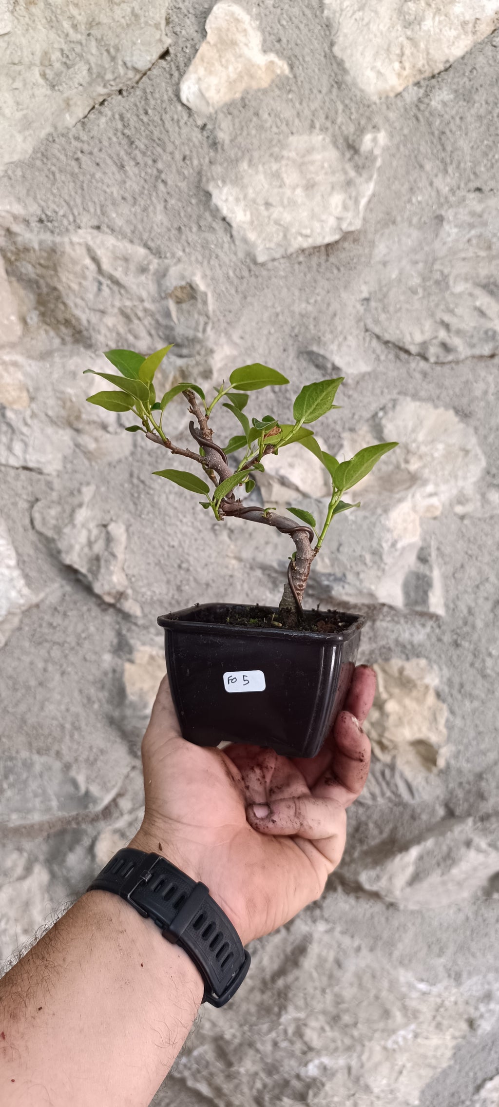 Prebonsai Ficus obliqua 'Figaro' – Ejemplar Único Fo5