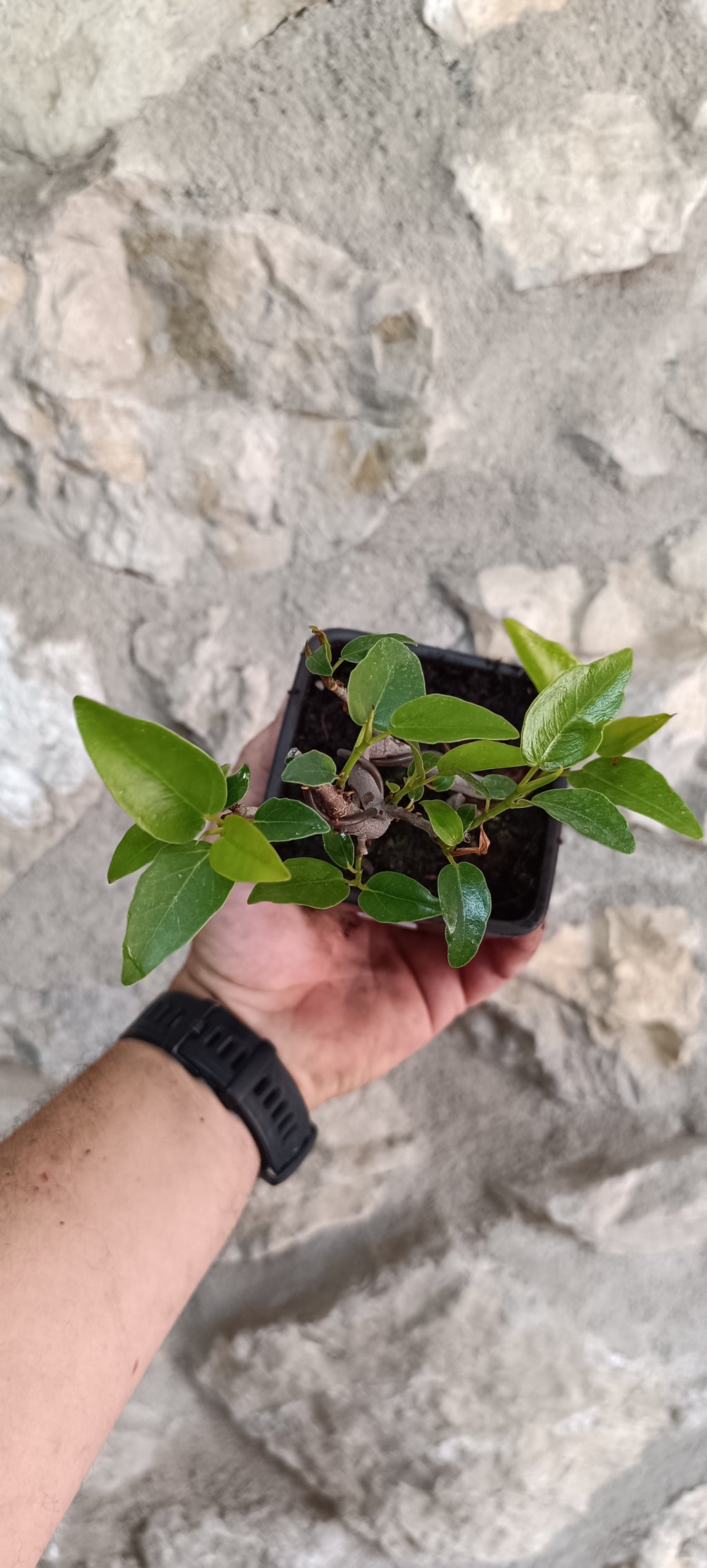 Prebonsai Ficus obliqua 'Figaro' – Ejemplar Único Fo5
