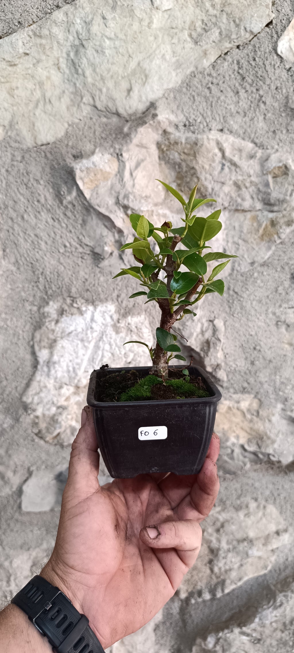 Prebonsai Ficus obliqua 'Figaro' – Ejemplar Único Fo6