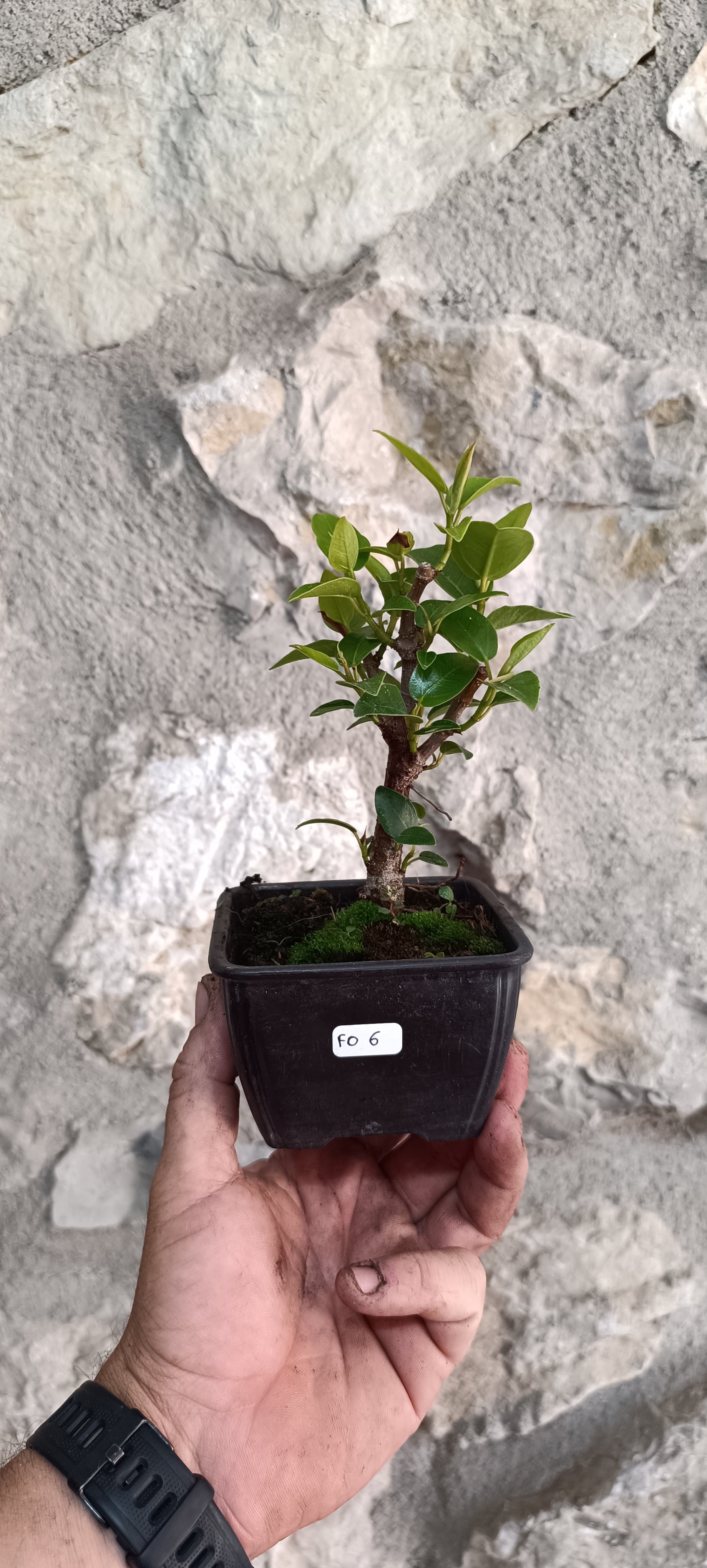 Prebonsai Ficus obliqua 'Figaro' – Ejemplar Único Fo6