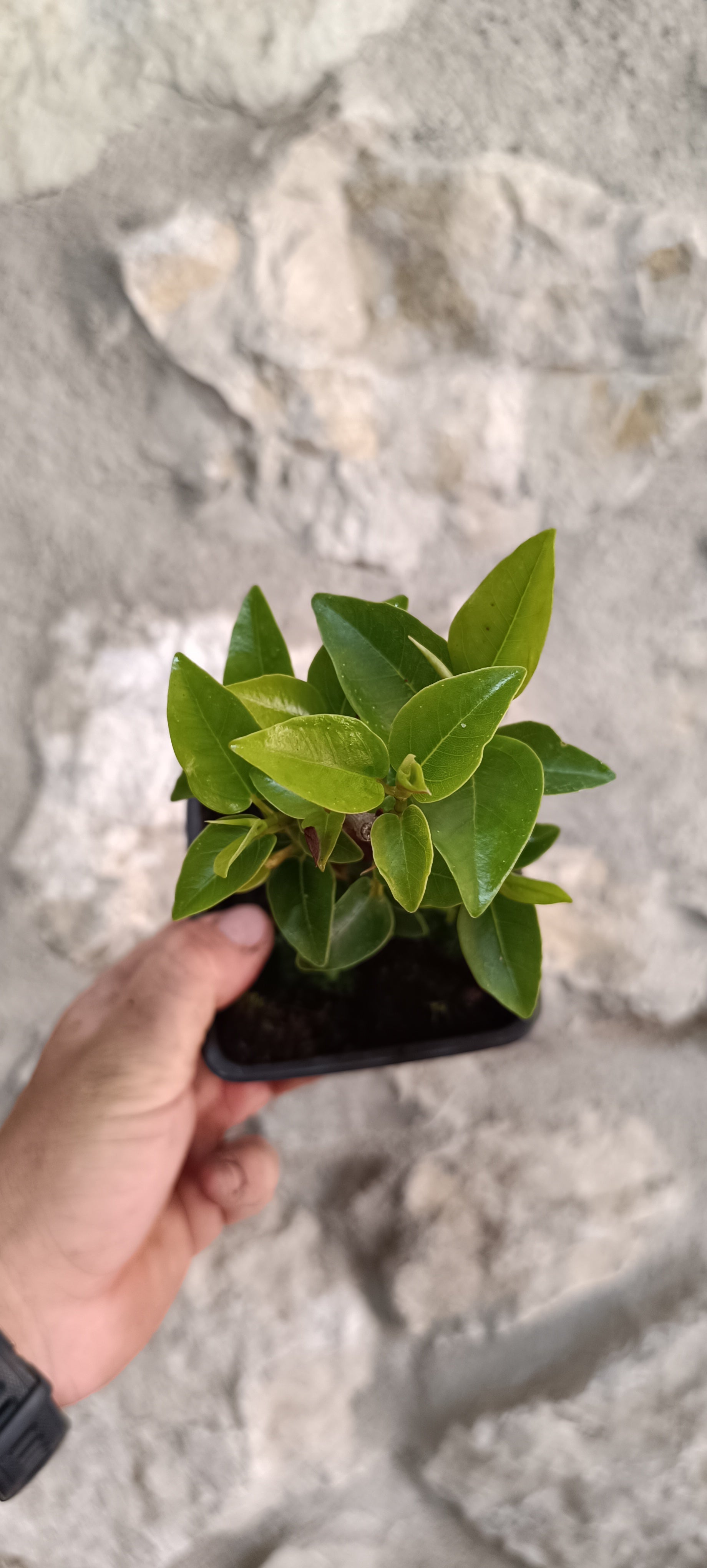 Prebonsai Ficus obliqua 'Figaro' – Ejemplar Único Fo6