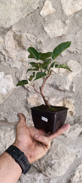 Prebonsai Ficus virens – Ejemplar Único Fv1