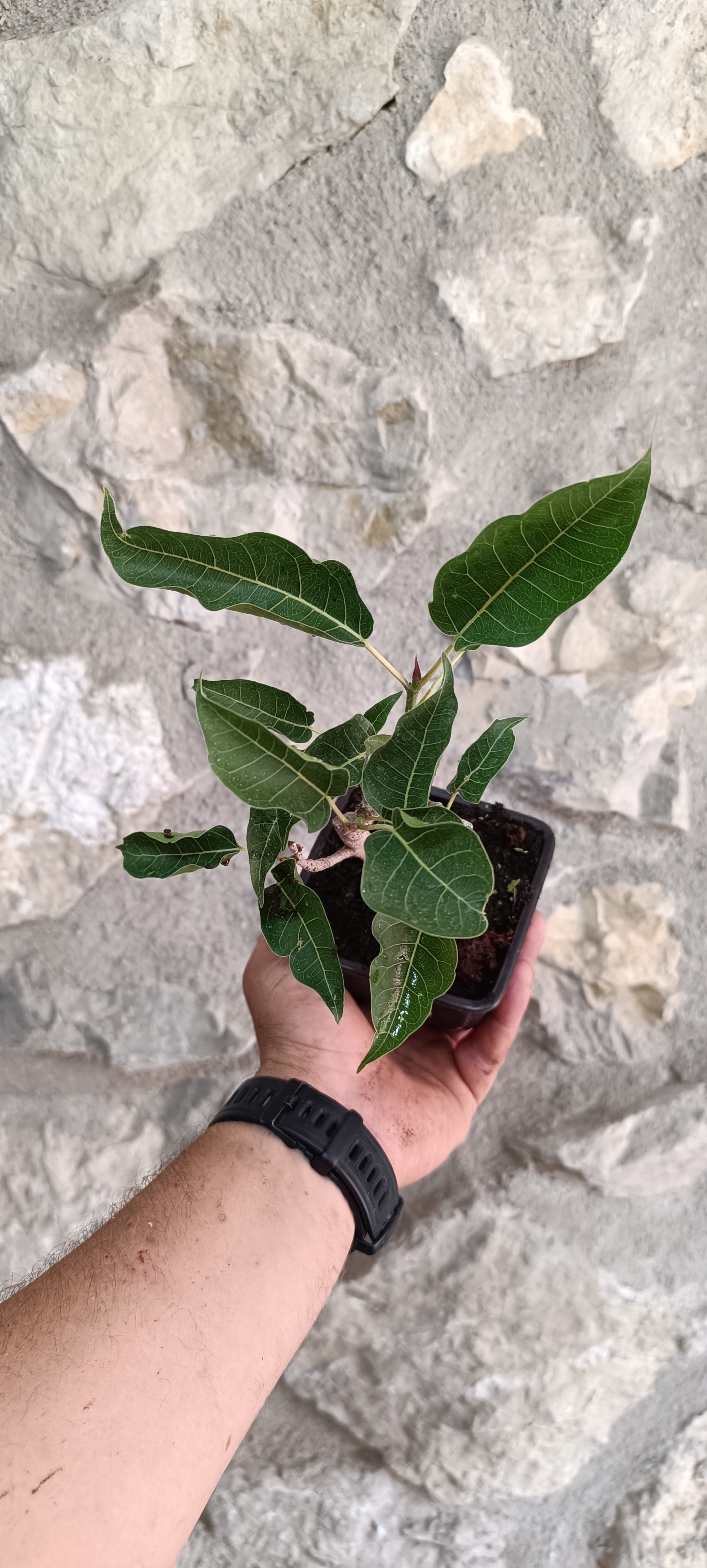 Prebonsai Ficus virens – Ejemplar Único Fv1