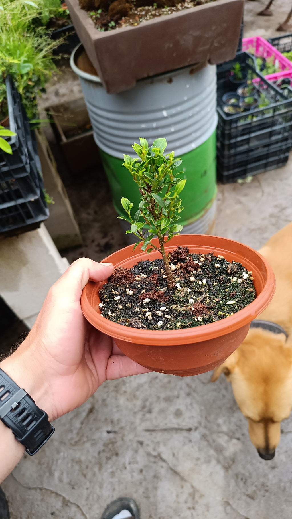 Prebonsái de Ficus Microcarpa 'Melon Seed' – Variedad Enana