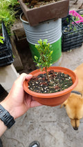 Prebonsái de Ficus Microcarpa 'Melon Seed' – Variedad Enana